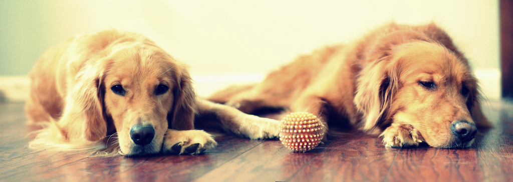 Thumbnail for Puppers